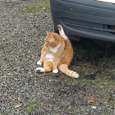 Skydraw35's profile picture. 