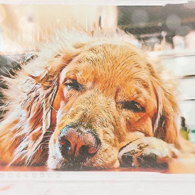 紅茶さんのプロフィール画像