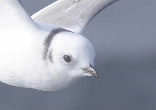 鳥見、登山、写真が好きな会社員。関東→北海道→関西。