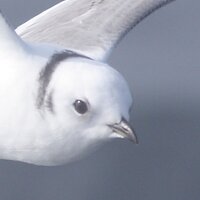 Kura (@sepak_bird) Twitter profile photo