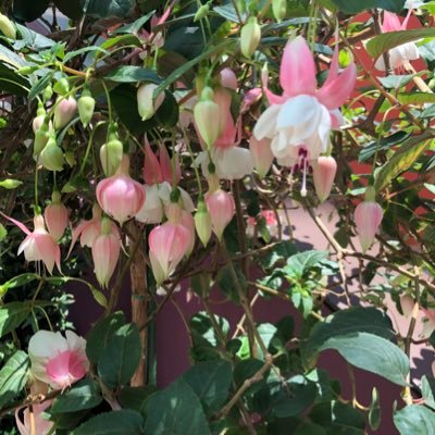 shokoshokosho's profile picture. 情報収集のため、たまにはツイートしたいと思いつつ、そのままになっているアカウントです。