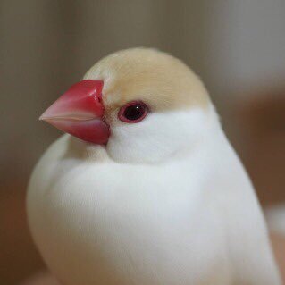 aoguit's profile picture. ボンヤリ生きてます。