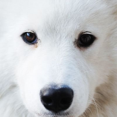 ガチ犬 純粋 Aptchien Twitter