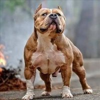 pitbull american bully(@RohanGa82941503) 's Twitter Profile Photo