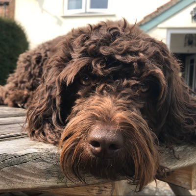 deniseshand20's profile picture. BSC MRSC. Love science, dogs and gardening.