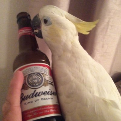 BodMartyn's profile picture. anti-islam hate Swindon town FC love Trump , 100% follow back supporter of Gillingham FC love 🐷&🥓