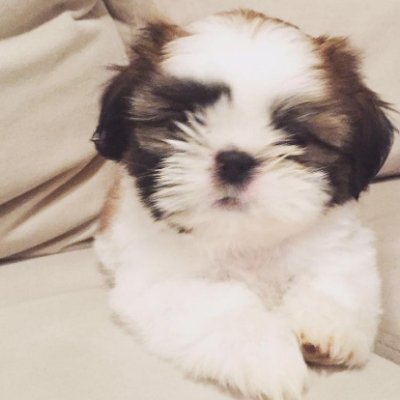 AtenaShihtzu Profile Picture