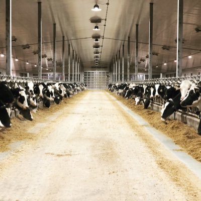 KielstraJan's profile picture. 