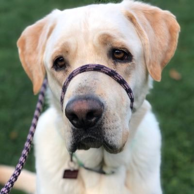 Hi. I’m Walter. I’m a big, goofy, gentle giant who just found his forever home.