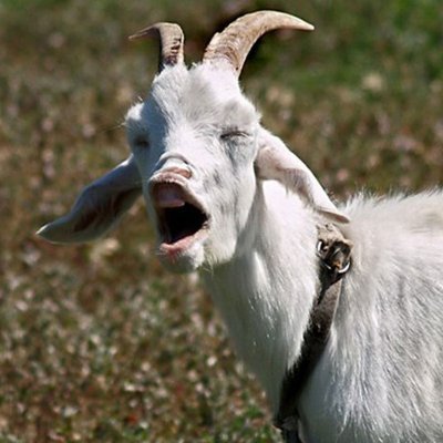 Hello, I am a goat. say hello in EN/RU. (any pronouns). yes, I do enjoy staring at you.