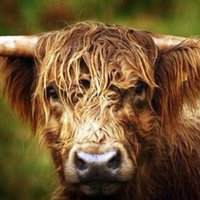 C Plowright (@ciplowright) 's Twitter Profile Photo C Plowright (@ciplowright) 's Twitter Profile Photo