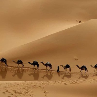 alomarianm's profile picture. شغوف بالتعلم و مهتم بالتعليم والتطوير