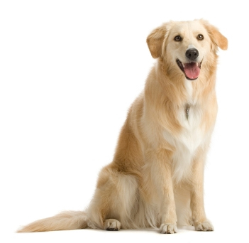 Online Pet Store has a huge selection of discount pet supplies and food for all types of pets.Visit our site to buy pet supplies online like toys, clothes & ect