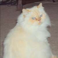 Missgingerkat's profile picture. Female, feline, Himalyan, Flamepoint, aristocat, gorgeous