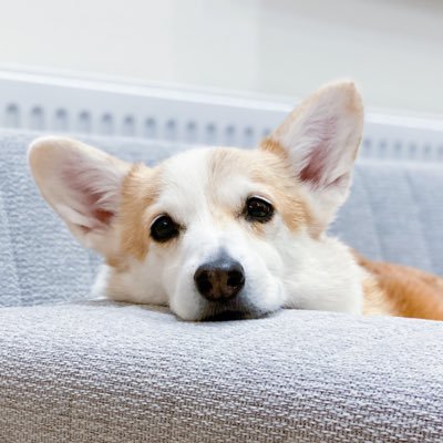 「コーギー犬ノエさん」のノエルとモナです🍞北海道で暮らしてます🐾