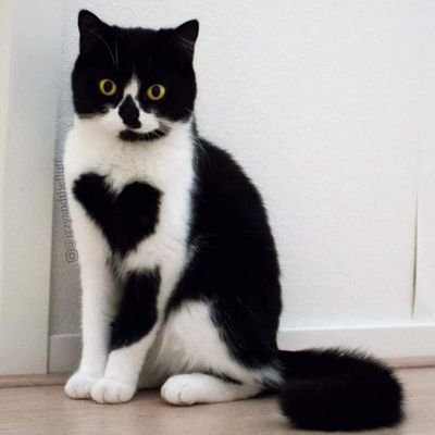 0Adoptmetrades2's profile picture. Hey! i see you toke your time to look at my profile, thanks! i am a adopt me trader🙂 If you ever wanna trade me, my user is XxBlueberrySushixX 
see you later!