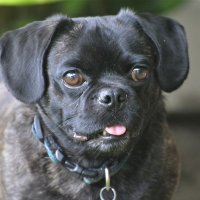 Dexter the Dog (@dexter_doggie) 's Twitter Profile Photo Dexter the Dog (@dexter_doggie) 's Twitter Profile Photo