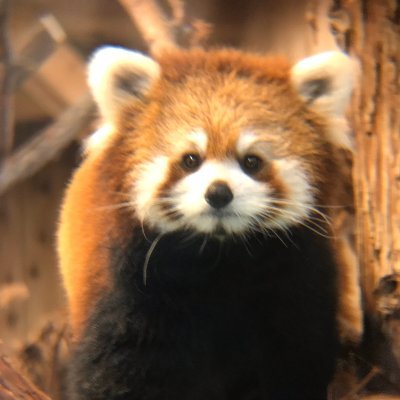 コンテンツビジネスなんでもやる課の便利屋稼業。最近の仕事は焼け跡の処理と清掃業。好きな食べ物はもうやんカレー3辛。Twitterは西武ライオンズとか野球とか特撮とか時代劇とか趣味の小ネタばかりです。I love レッサーパンダ。