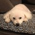 AgilePet (@agile_pet) Twitter profile photo AgilePet (@agile_pet) Twitter profile photo
