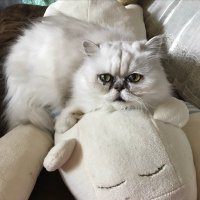 S (@crytpoinfo22) Twitter profile photo