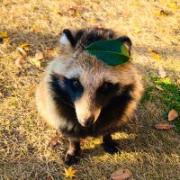 NPO法人ジャパンワイルドライフセンター(JWC) (@japanwildlifec) 's Twitter Profile Photo NPO法人ジャパンワイルドライフセンター(JWC) (@japanwildlifec) 's Twitter Profile Photo