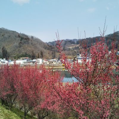 長野市信州新町で開催される「ろうかく梅園花祭り」を紹介しています。イベント情報や祭りの内容について、詳しくお伝えして行きます。