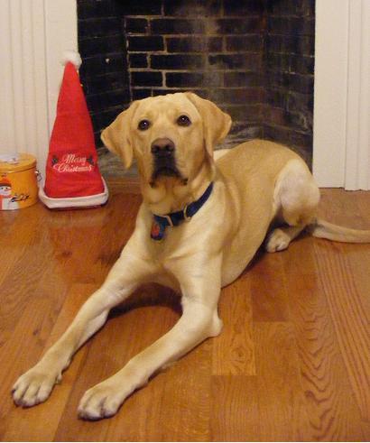 Former Guiding Eyes Puppy. General troublemaker. I like peanut butter, the puppy park, and anything that my family wears on their feet.