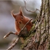 Alba Squirrel192 (@albasquirrel) Twitter profile photo Alba Squirrel192 (@albasquirrel) Twitter profile photo