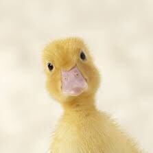 DuckingPeachy Profile Picture