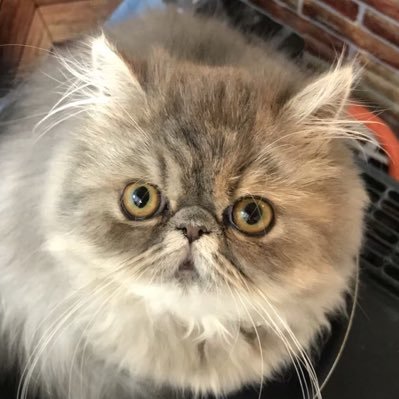 ねこのキキ エキゾチックショートヘア 猫が猫背を矯正してますw エキゾチックショートヘア エキゾチックロングヘア 長毛猫 ぶさかわ猫 ねこ にゃんスタグラム 鼻ぺちゃ Cat Exoticshorthair Catsofinstagram Exoticshorthairkitten Catstagram ねこのキキ エキゾチックショートヘア 猫が猫背を矯正してますw エキゾチックショートヘア エキゾチックロングヘア 長毛猫 ぶさかわ猫 ねこ にゃんスタグラム 鼻ぺちゃ Cat Exoticshorthair Catsofinstagram Exoticshorthairkitten Catstagram