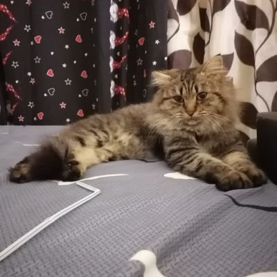 OlimeMehdi's profile picture. With the green you can make the scene 💵💵💵