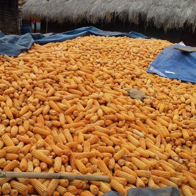 MANDI_Maize's profile picture. 