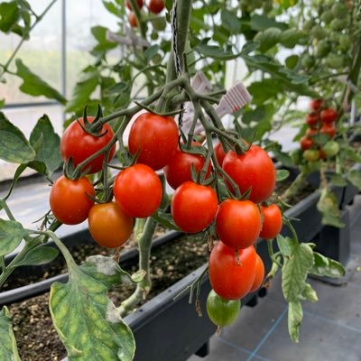 2017年湖南市の農業塾で研修を受け卒業したメンバーで立ち上げたグループ‼️🍅
目的は初めての人でも楽しくみんなで野菜を育て販売していく事❗️
また湖南市が今後地元名産として育てたい野菜なども積極的に作り、地域を活性化したい。💪
そんな団体です。😆
イベントには時間ある方ぜひお立ち寄り下さい😊