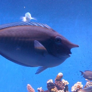 spagbrush's profile picture. blessed are the big noses