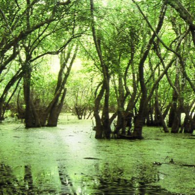 DrainTheGop's profile picture. I'm now on Threads, although this name isn't.  See you there!    I’ll support the GOP when they haven’t collectively lost their minds.