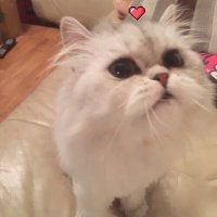 ギョ (@g1aa3qakxqplqj8) 's Twitter Profile Photo ギョ (@g1aa3qakxqplqj8) 's Twitter Profile Photo
