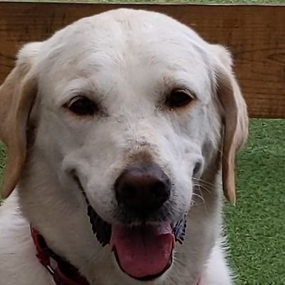 SinSimon1's profile picture. 仮の宿