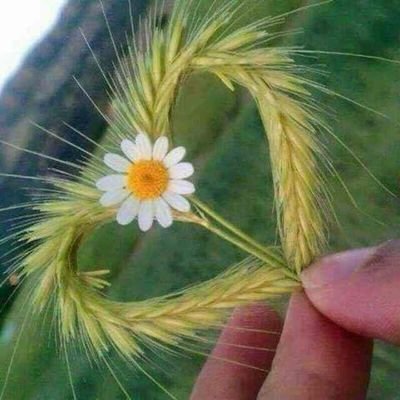 z5B79kn5i6p42cy's profile picture. الحنون الطيب