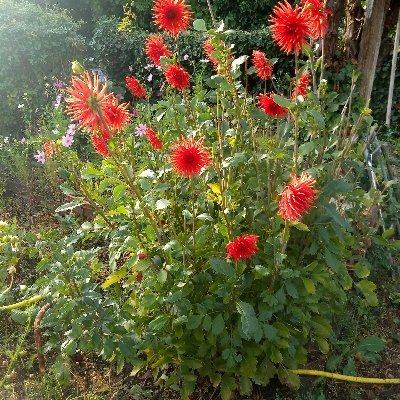 Sauveur ENS Jardins ouvriers d'ivry