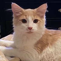 Eleen ☮️ (@shoecoop) 's Twitter Profile Photo Eleen ☮️ (@shoecoop) 's Twitter Profile Photo