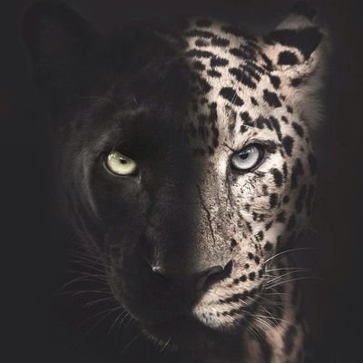 😍 The official twitter of @wild_animalpictures
📩 pictureswildanimal@gmail.com for promos/credit/removal
-
instagram: @wild_animalpictures