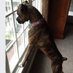 Boxer Stella (RIP Sacha) (@boxer_sacha) Twitter profile photo Boxer Stella (RIP Sacha) (@boxer_sacha) Twitter profile photo