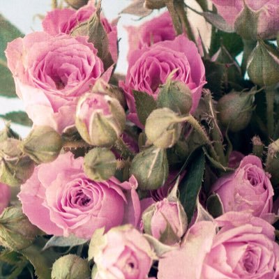 1HDNelson's profile picture. 