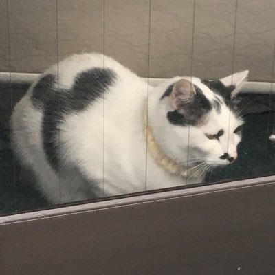 Morion2020's profile picture. ヒマに任せて作ってみたビーモンアカ 無言フォロー失礼します🥺