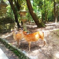 木風 (@kdaei15) 's Twitter Profile