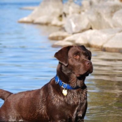 GCL is a small hobby breeder in Georgia on 13 acres for our Labs to enjoy! #Englishlabradors. #georgialabs #labradorretrievers. #Englishlabs #blacklabs #labs