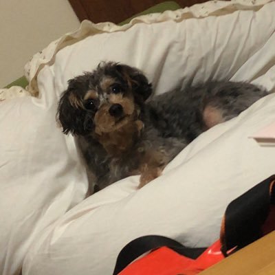 vGz44ioHlpxmLCm's profile picture. 