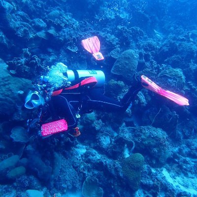 Coral nerd, avid diver and hula hoop enthusiast. AIMS & RRAP, Aus #coral #popgen #seascapegenomics