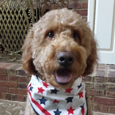 #Goldendoodle #RIPmygoodboy #FAFO #BidenSucks  🇺🇸🐶🇺🇸