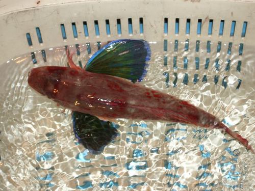 小田原魚國 Odawarauokuni Twitter